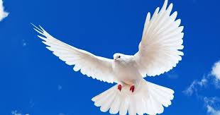 Dove Dove