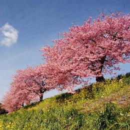 Kwanzan Cherry Trees