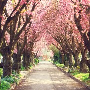 Cherry Kwanzan Solid Hardwood Cherry