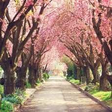 Cherry Kwanzan Solid Hardwood Cherry